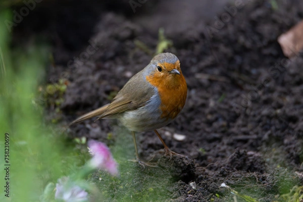 Obraz robin on the grass