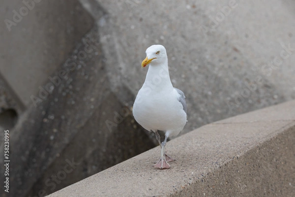 Obraz seagull on the pier