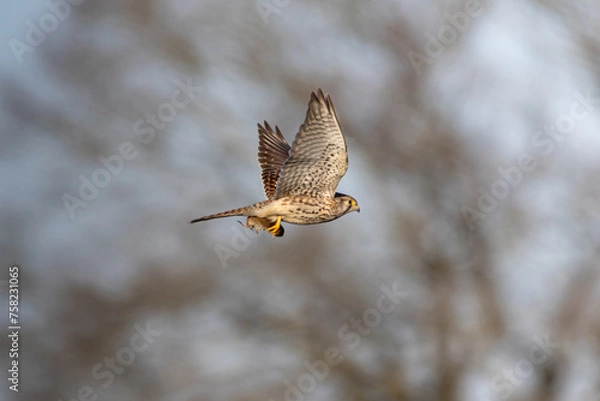 Obraz kestrel with prey