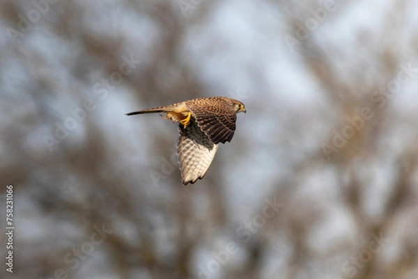 Obraz kestrel with prey