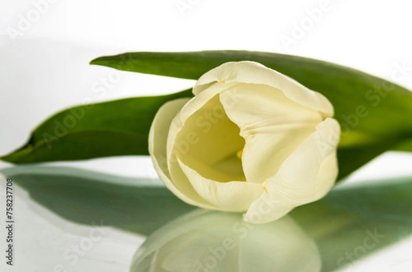 Obraz One white tulip on a light background