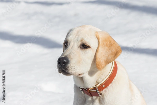 Fototapeta Young labrador observing winter grounds in the nature..