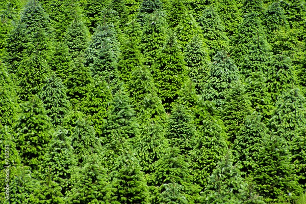 Obraz christmas tree farm