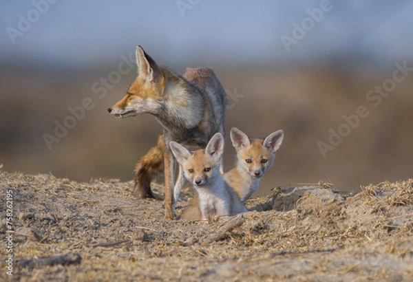 Obraz Desert fox and Pups 