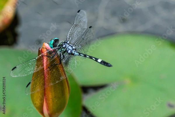 Obraz close up of a dragonfly