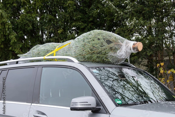 Obraz Securing a Christmas tree to car roof.