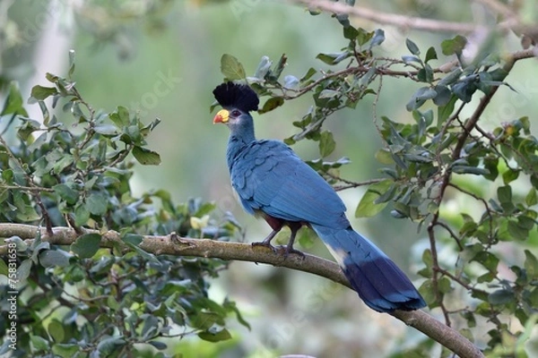 Obraz Great blue turaco
