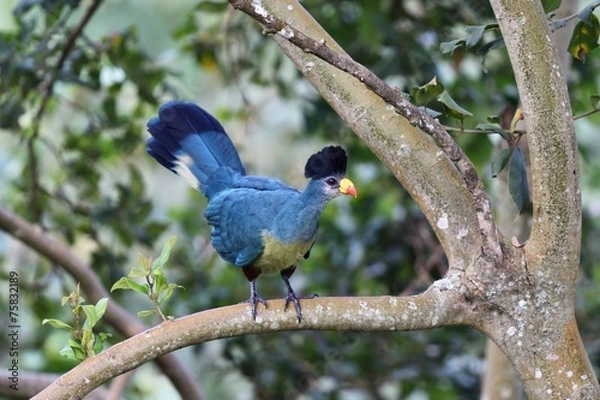 Obraz Great blue turaco