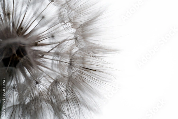 Obraz Dmuchawiec w dużym zbliżeniu