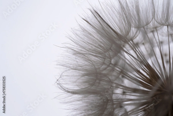 Obraz Dmuchawiec, mniszek