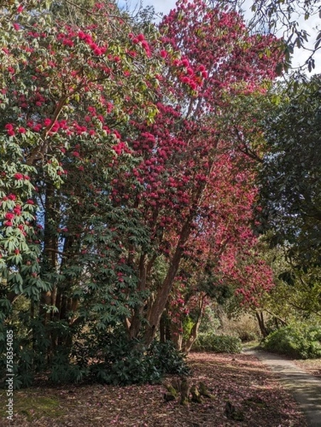 Fototapeta tree in full bloom in Tailgate park Crawley 