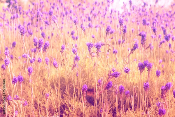 Obraz Lavandula background 
