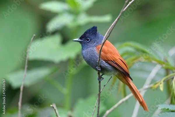 Obraz African paradise flycatcher