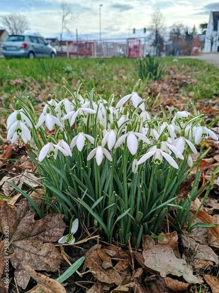 Obraz spring in the garden