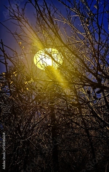 Obraz sunset in the park