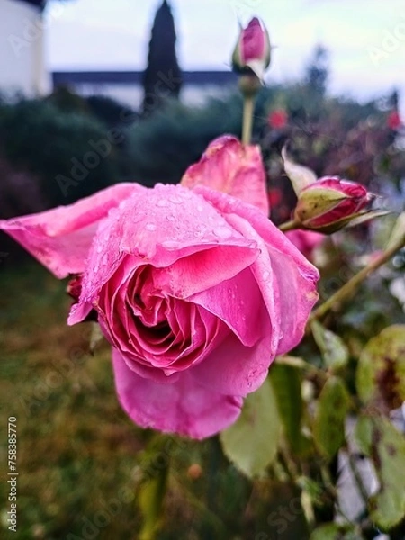 Obraz pink rose with drops