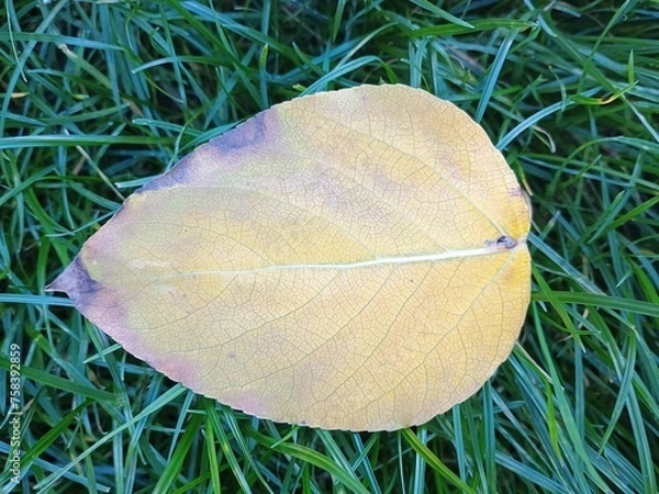 Obraz leaf on the grass