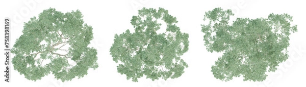 Fototapeta Top view of 3d eucalyptus saligna tree on transparent background, png plant.