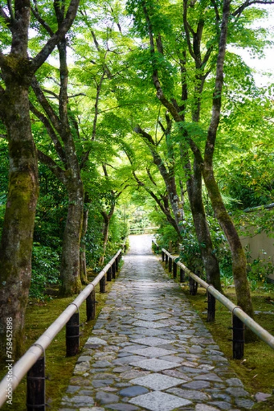 Obraz 京都鷹峯光悦寺の参道の風景