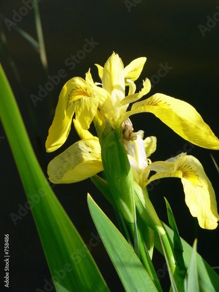 Obraz sumpfschertlilie