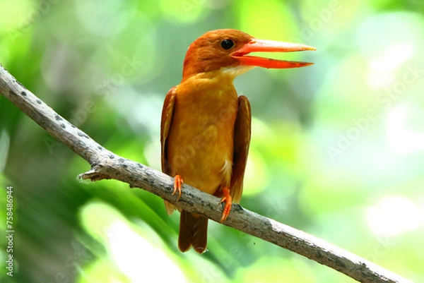 Obraz Ruddy Kingfisher