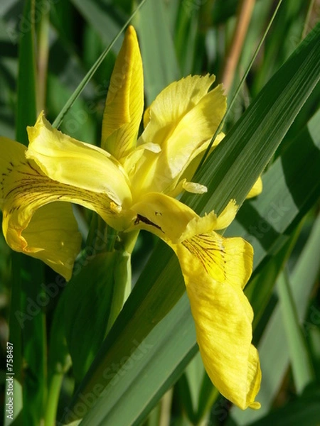 Obraz sumpfschwertlilie