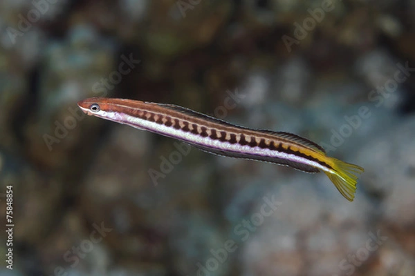 Obraz Piano fangblenny