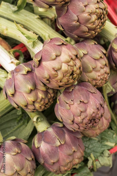 Obraz fresh purple artichokes