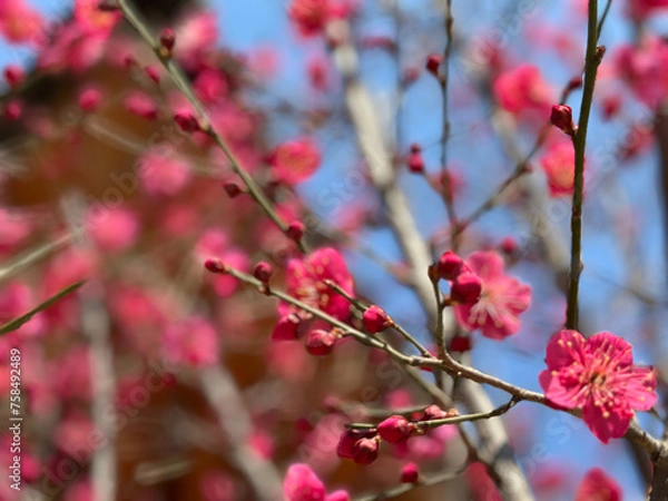 Fototapeta 홍매화 