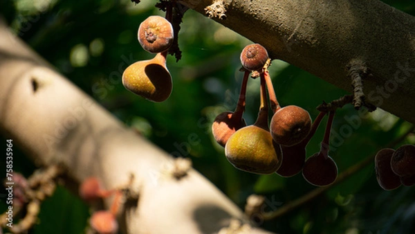 Fototapeta close up of indian figs