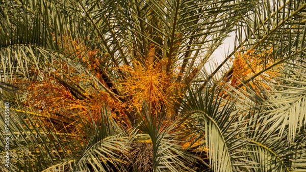 Fototapeta Palm close up 