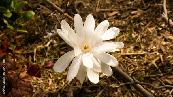 Obraz white flower islolated