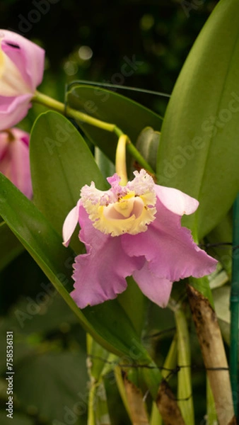 Obraz pink and white orchid