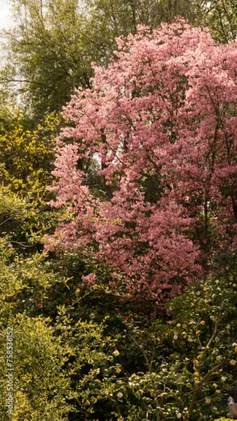 Obraz pink tree folliage