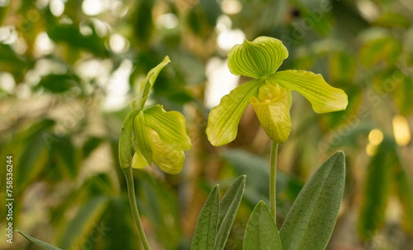 Obraz close up or an orchid