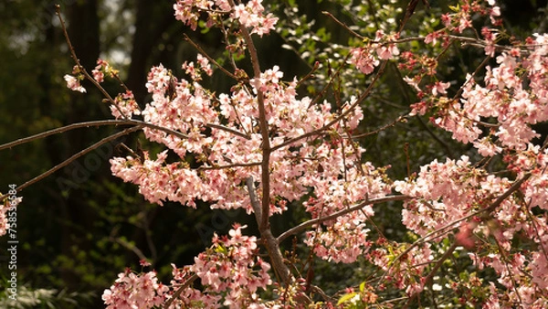 Obraz pink and white flowers