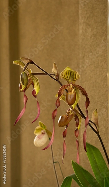 Obraz exotic orchid