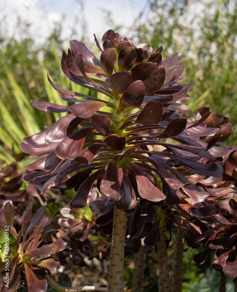 Fototapeta succulent 