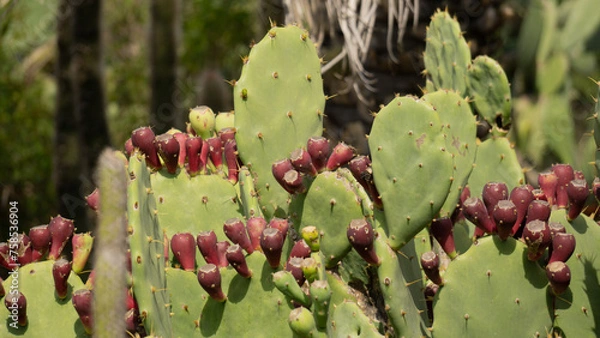 Fototapeta cactus in bloom