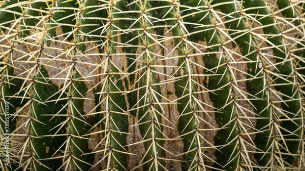 Obraz cactus close up