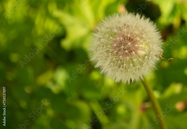 Obraz dandelion on grass