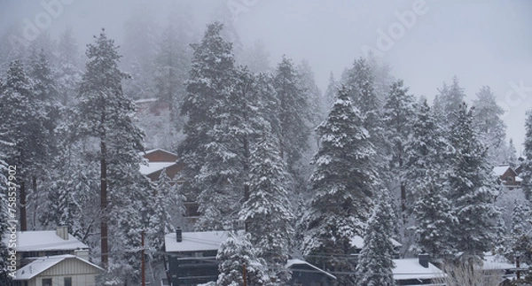 Fototapeta winter in the forest