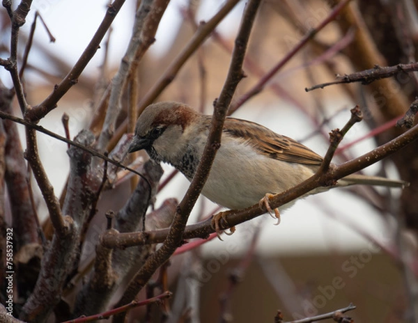 Obraz sparrow on branch