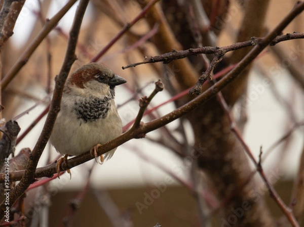 Fototapeta sparrow on a branch