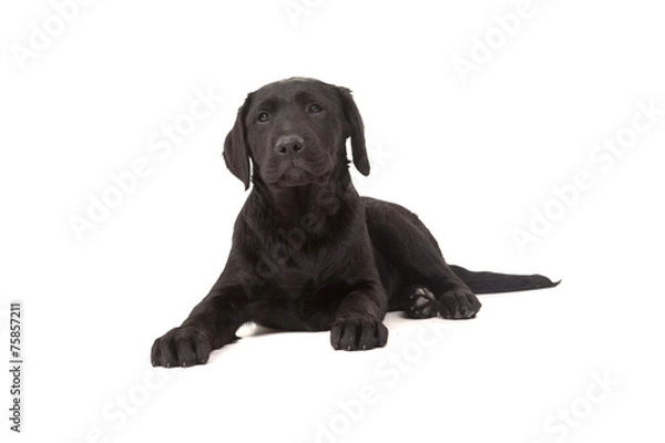 Fototapeta Labrador retriever