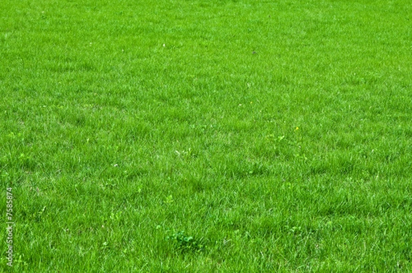 Fototapeta Green grass