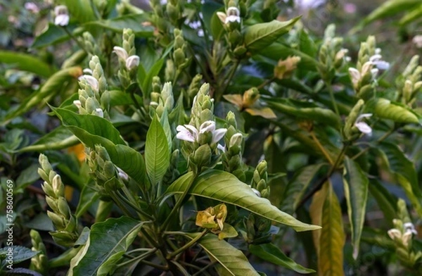 Obraz Closeup of Vasaka or Malabar Nut Flower or Adhatoda Plants with Leaves and Flower with Selective Focus, Also Known as Justicia Adhatoda