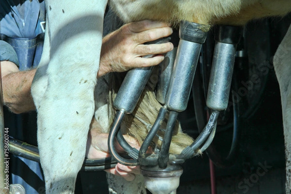 Fototapeta Milking the cows