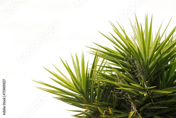 Fototapeta pine tree branches