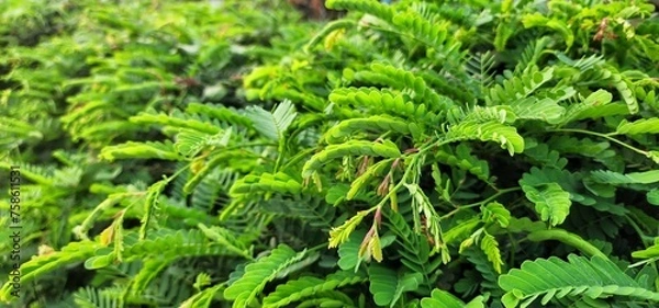 Obraz Green tamarind shoots, green background.